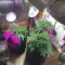 Purple Skunk Mass Seeds - Cannabis Strain Seeds for Sale