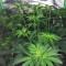 Green Gelato Seeds - Cannabis Strain Seeds for Sale