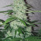 G14 Seeds