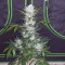 Bruce Banner Seeds (Fast Buds) - Cannabis Strain Seeds for Sale