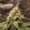 Leisure Zoot Larry fem: seeds for sale, strain information and customer reviews