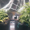 Buy Wedding Cake Auto feminized seeds by Barney's Farm
