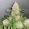 Runtz Auto (Barney's Farm) Seeds