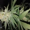 Amnesia Lemon Kush Seeds (Original Sensible Seeds) - Cannabis Strain Seeds for Sale