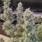 Semi di cannabis fem Gelato Auto in vendita