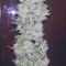 Gelato Seeds - Cannabis Strain Seeds for Sale