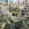 Purple Punch Seeds (Fast Buds) - Cannabis Strain Seeds for Sale