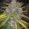 Stardawg auto fem: seeds for sale, strain information and customer reviews