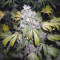 The Church Seeds