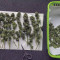 Venta de G13 Haze (Barney's Farm) | Semillas de marihuana feminizadas