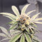 Compre sementes feminizadas de Strawberry Lemonade por Barney's Farm