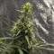 O.G. Kush Autoflower fem: seeds for sale, strain information and customer reviews