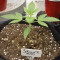 Auto Super Skunk (Auto Skunk) Seeds