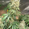 Runtz Gum Seeds - Cannabis Strain Seeds for Sale