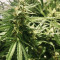 Bruce Banner Auto (Herbies Seeds)