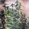 Skywalker OG Seeds