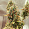 Somango XXL (Nirvana Seeds)