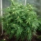 Amnesia Haze Auto Feminized Seeds (Barney's Farm)