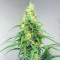 Apple Betty Auto Seeds