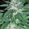 Bubba Delight Regular seeds