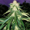 Critical Purple Kush feminized seeds