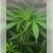 Fat Bastard Seeds (Blimburn Seeds)