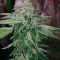 Girl Scout Cookies feminized seeds (Garden of Green)