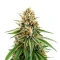 Gorilla Super Glue Seeds