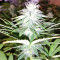 Z Gorilla feminized seeds