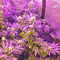 Grandaddy Black (Original Sensible Seeds)