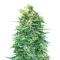 Highcloudz Auto Seeds