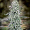 Hindu Cream (Big Buddha Seeds)