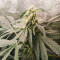 Mimosa x Orange Punch Feminized Seeds (Barneys Farm)
