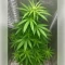 Northern Light Automatic feminized seeds (RQS)