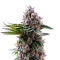 Permanent Marker Seeds (Royal Queen Seeds)
