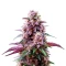Purple Kush Seeds
