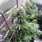 Semi femminizzati Purple Wreck