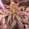 Runtz Muffin Feminized Seeds (Barney’s Farm)