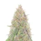 Semillas Feminizadas Sangria Poison Autoflower (Seedkeepers)