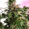 Tangie Regular (Reserva Privada)