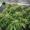 Graines de cannabis Tease Auto (Dr. Krippling Seeds)