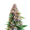 Sementes Feminizadas de Unicorn Wagyu (Growers Choice)