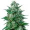Auto White Widow CBD Seeds (GHS)