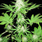 Graines de cannabis Sumo's OG Kush (Sumo Seeds)