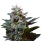 Sweet Purple (Paradise Seeds)