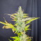 Trainwreck Fast Version Feminized Seeds (Seedkeepers)