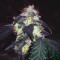 Amnesia Mistery Seeds