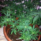 Amnesia OG strain