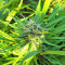 BCN Critical XXL