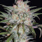Blue Dream CBD strain